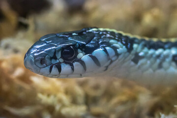 Kopf einer Strumpfbandnatter in der Seitenansicht