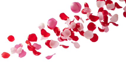 Swirling mixture of pink and red rose petals blowing across transparent space