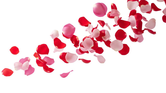 Swirling mixture of pink and red rose petals blowing across transparent space