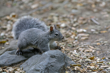 Wild Western Gray Squirrel (Sciurus griseus) on a Rock in Orange County, California