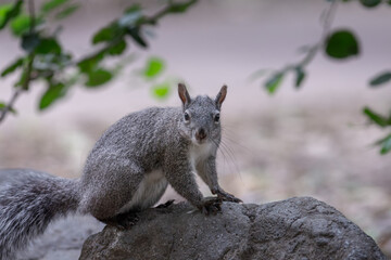 Wild Western Gray Squirrel (Sciurus griseus) on a Rock in Orange County, California