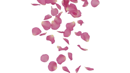 pink rose petals floating and falling against transparent background