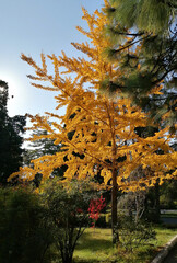 Ginkgo biloba tree in autumn with yellow leaves in a park against a blue sky