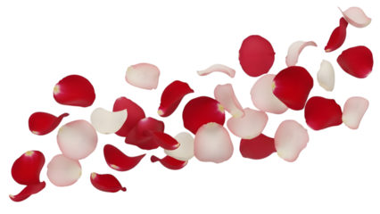 Scattered rose petals flying in wind on transparent background