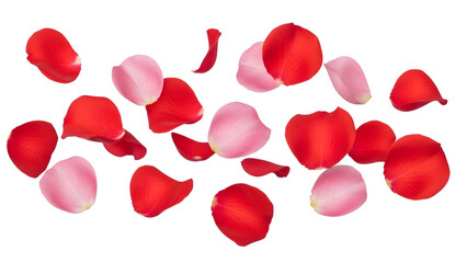 Fototapeta premium Pink and red rose petals falling on transparent background for spring theme