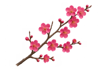 Pink flowering branch with blossoms and buds on transparent background