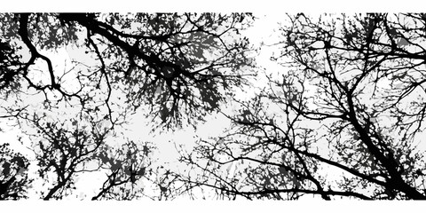 Fototapeta premium Intricate network of bare tree branches against a bright overcast sky