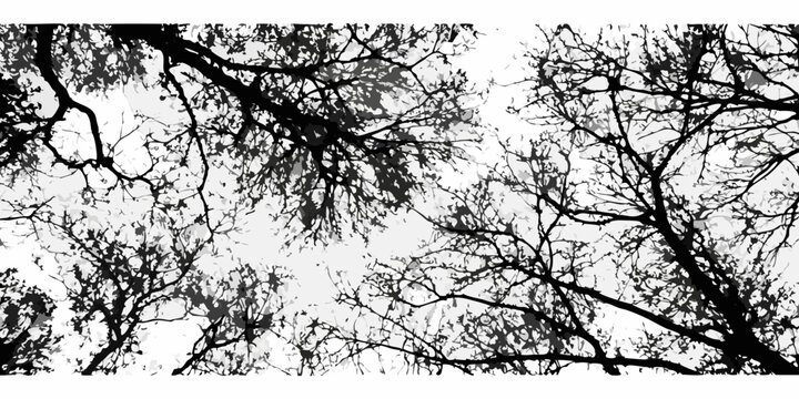 Intricate network of bare tree branches against a bright overcast sky