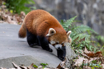 Red Panda