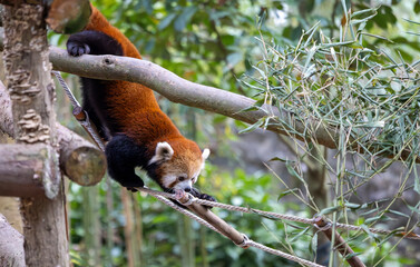Red Panda