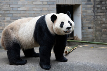 Panda, Chengdu, China