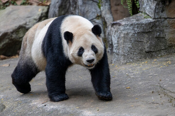 Panda, Chengdu, China