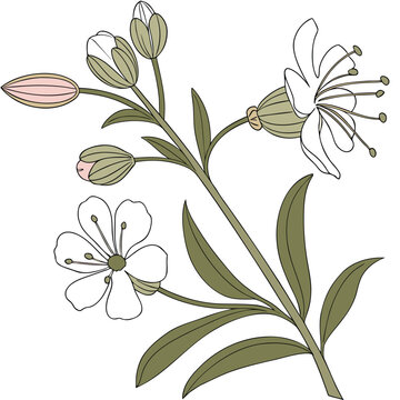 adobe illustration bladder campion flower on white background
