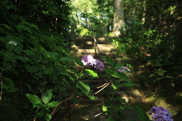 鎌倉の妙本寺にて、日差しの当たるあじさいが咲く風景