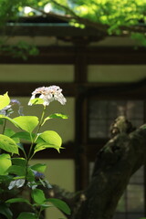鎌倉の妙本寺にて、日差しの当たるあじさいが咲く風景