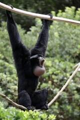 ロープに掴まり鳴くフクロテナガザルのオス
