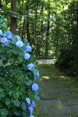 鎌倉の妙本寺にて、日差しの当たるあじさいが咲く風景