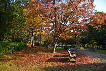 茶色く色づいたケヤキの葉っぱが地面とベンチに散っている公園の風景