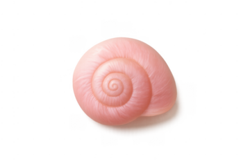 Pink spiral seashell with clean cut transparent background