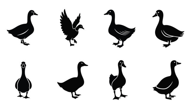 Black silhouettes of several ducks walking.