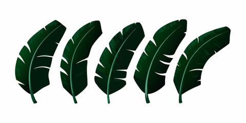A collection of dark green banana leaves arranged in a horizontal row © Polash
