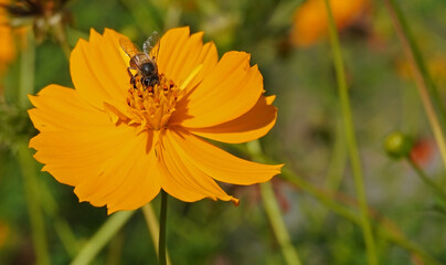 A bee is perched on a bright yellow flower, collecting pollen. The background features greenery and...