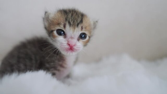 Little newborn beautiful cat  slow motion