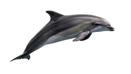 Beautiful bottlenose dolphin isolated PNG, marine mammal with sleek gray skin and playful expression on transparent background