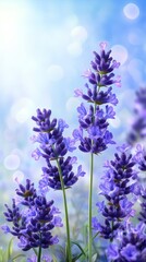 Obraz premium Captivating vibrant lavender flowers bathed in warm golden sunlight field nature beauty serenity botanical bloom garden scenery.