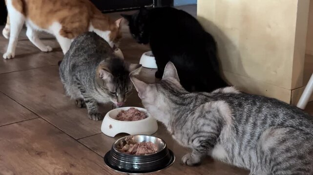 Group of cats feeding together at bowls on wooden floor, showcasing playful interaction and eating habits, with a focus on the gray tabby enjoying its meal