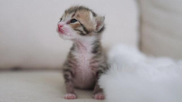 Little newborn beautiful cat  slow motion