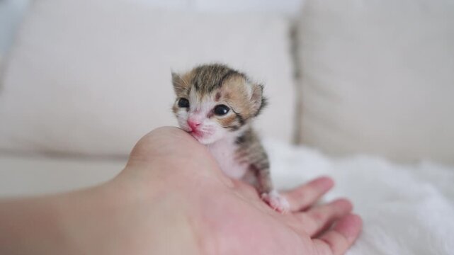 Little newborn beautiful cat  slow motion
