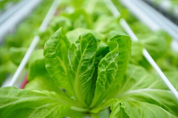 Close-up of Fresh Green Lettuce Growing in Hydroponic Farm