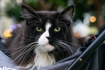 A relaxed tuxedo cat resting in a pet stroller at a public park, surrounded by greenery and natural daylight. The scene captures a modern pet lifestyle, highlighting companionship, outdoor leisure