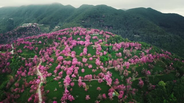 Pink cherry blossoms in the mountains