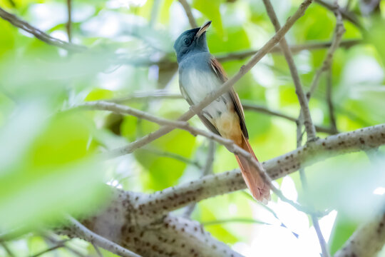 The Asian Paradise Flycatcher on a branch