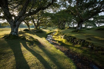 Sunlight Filtering Through Forest Canopy onto Stream and Grass in Madeira Portugal