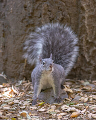 Wild Western Gray Squirrel (Sciurus griseus) on the Ground in Oak Woodlands in Orange County, California