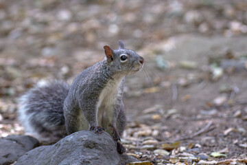 Wild Western Gray Squirrel (Sciurus griseus) on a Rock in Orange County, California