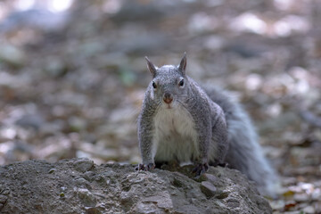 Wild Western Gray Squirrel (Sciurus griseus) on a Rock in Orange County, California