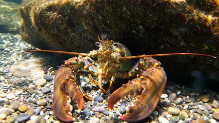 Close-up underwater shot of a lobster with large claws on a pebble seabed, marine animal.