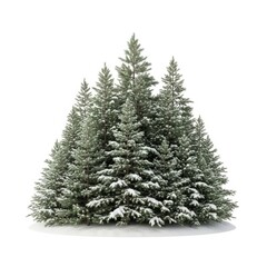 Obraz premium Snowy pine trees in winter landscape