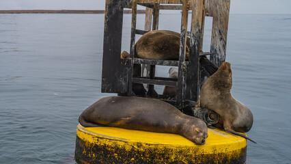 Wild fur seals are lying on a buoy in the ocean. Marine animals are resting, sleeping peacefully....