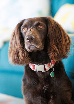 Boykin Spaniel dog sitting in front of colorful aqua teal couch