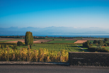 Vignoble en automne sous le soleil
