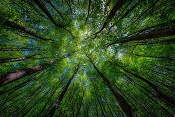 Looking Upward into a Forest Canopy with Lush Green Leaves and Sunlight Breaking Through the Branches in an Eye Level Viewpoint