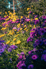 Naklejka premium Asters pourpres vibrants et verge d'or jaune dans un jardin d'automne fleuri