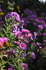 Obraz premium Asters pourpres vibrants et verge d'or jaune dans un jardin d'automne fleuri