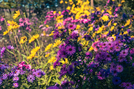 Asters pourpres vibrants et verge d'or jaune dans un jardin d'automne fleuri