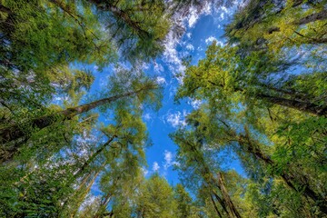 Fototapeta premium Looking Upward at Lush Green Tree Canopy Against Vivid Blue Sky in Tropical Forest Environment, Sunlight Filtering Through Leaves, Nature Perspective
